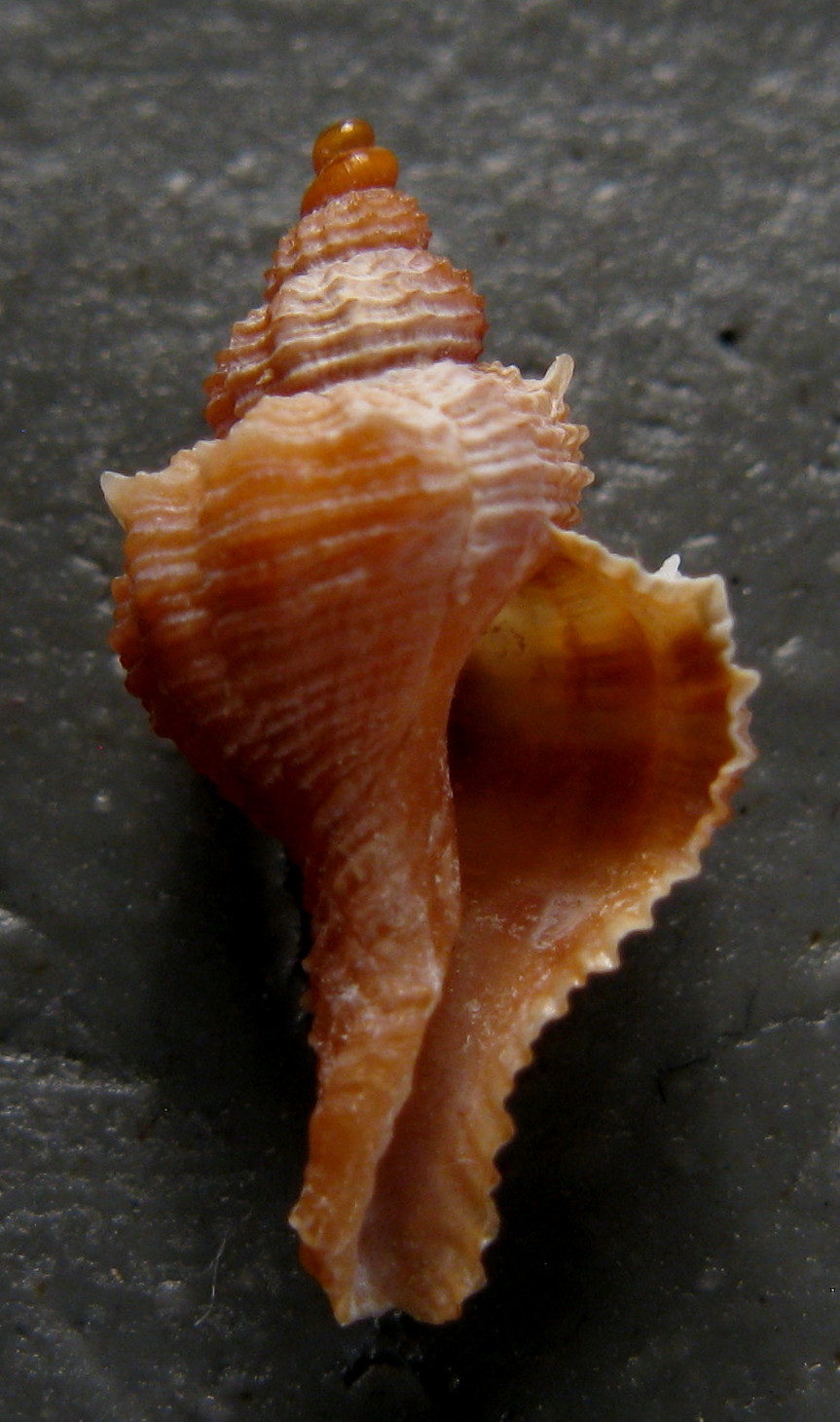 Bolinus brandaris giovane?
